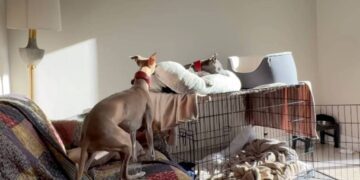 Dog Interrupts Her Sister’s Quiet Time — Little Sisters Really Do Come With No off Switch