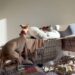 Dog Interrupts Her Sister’s Quiet Time — Little Sisters Really Do Come With No off Switch