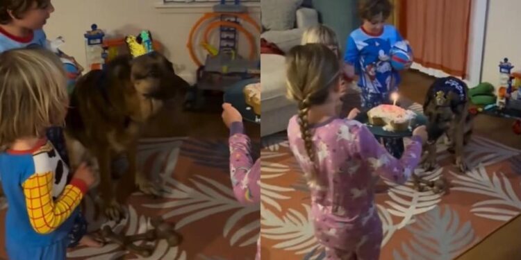 This Dog’s Seventh Birthday Looks a Lot Like a Kid’s Birthday Party