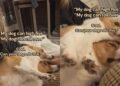 Dog’s Definition of a Good Cuddle Is Stacking Herself Directly on Top of Her Son