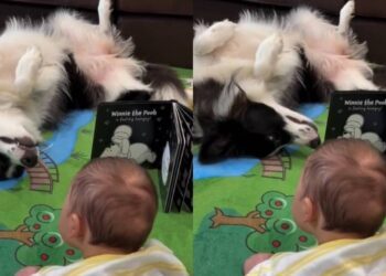 Dog Becomes More Interesting Than Baby’s Book Without Even Trying