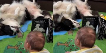 Dog Becomes More Interesting Than Baby’s Book Without Even Trying