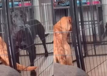 Dog Escapes Playpen Like a Pro While Sibling Watches in Disbelief
