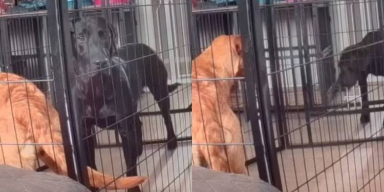 Dog Escapes Playpen Like a Pro While Sibling Watches in Disbelief