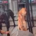 Dog Escapes Playpen Like a Pro While Sibling Watches in Disbelief