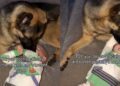 Dog Figures Out How to Make Baby Laugh & Puts It on Repeat