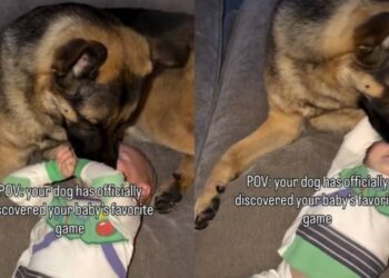 Dog Figures Out How to Make Baby Laugh & Puts It on Repeat