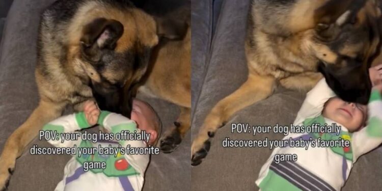 Dog Figures Out How to Make Baby Laugh & Puts It on Repeat