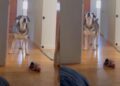 Senior Blind Dog Stomps Until Mom’s Boyfriend Gets Out of Bed Because His Day Can’t Wait