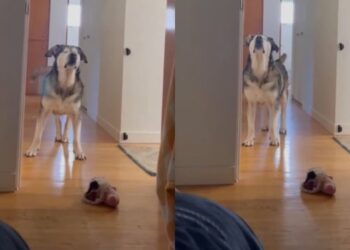 Senior Blind Dog Stomps Until Mom’s Boyfriend Gets Out of Bed Because His Day Can’t Wait