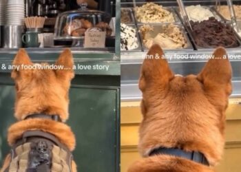 Dog Stops at Every Window That Has Food on Display