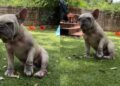 Foster Dog in Pain Won’t Let Human Near, Until She Understands That They Just Want To Help