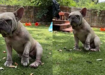 Foster Dog in Pain Won’t Let Human Near, Until She Understands That They Just Want To Help