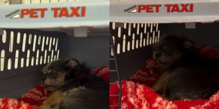 Tiny Foster Dog Tucks Herself in Every Night Like She Hasn’t Felt This Safe in a Long Time