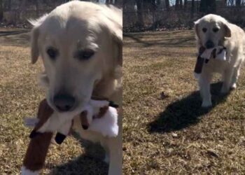 Rescue Golden Retriever Finally Gets to Run Free, but the Moment Means More Than Anyone Realized