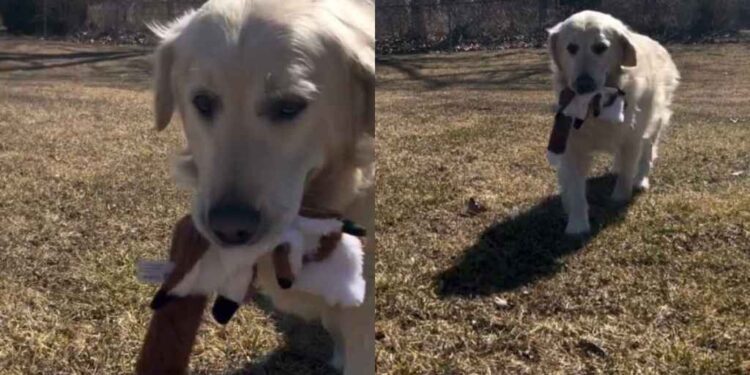 Rescue Golden Retriever Finally Gets to Run Free, but the Moment Means More Than Anyone Realized