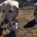 Rescue Golden Retriever Finally Gets to Run Free, but the Moment Means More Than Anyone Realized