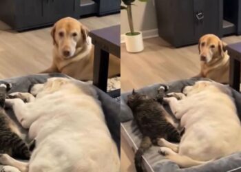 Dog & Cat Curl Up Beside Senior Dog After Sensing He Doesn’t Feel Good