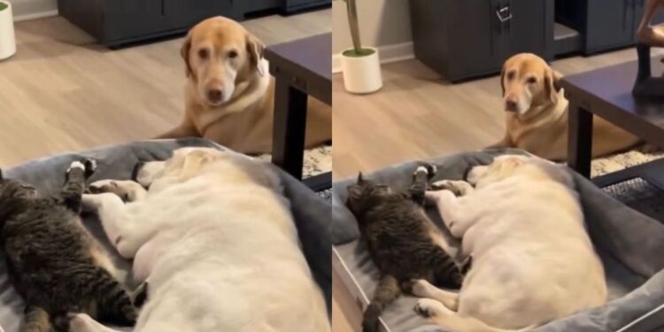 Dog & Cat Curl Up Beside Senior Dog After Sensing He Doesn’t Feel Good