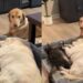 Dog & Cat Curl Up Beside Senior Dog After Sensing He Doesn’t Feel Good