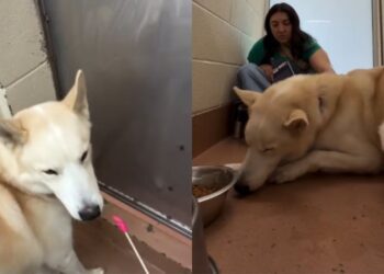 Shelter Dog Cries ‘Mama’ at Kennel Door After Being Surrendered & Finds Comfort in a Stranger