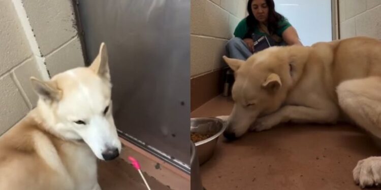 Shelter Dog Cries ‘Mama’ at Kennel Door After Being Surrendered & Finds Comfort in a Stranger
