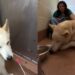 Shelter Dog Cries ‘Mama’ at Kennel Door After Being Surrendered & Finds Comfort in a Stranger